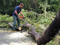 Best Emergency Tree Removal  in Manche North Shore, CA