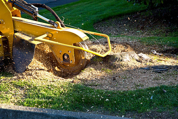 Organic Lawn Care Solutions in Camanche North Shore, CA
